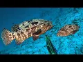 Download Lagu Berburu Di Sarang Ikan Kerapu Monster Dan Dikelilingi Banyak Penyu