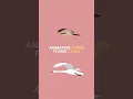 HOW TO ANIMATE A BIRD