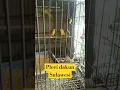 Download Lagu 🔴Pleci Dakun Sulawesi || Rp 60.000 #pleci #dakun #plecimania #birds #shorts