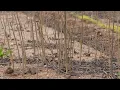 Licking Mo tree nursery celebrates 90 Years