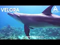 VELORA | Deep Chahal | New punjabi song 2026 full EP Velora by Deep Chahal 