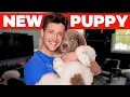 I Got A New GIANT Puppy