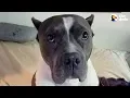 Rescue Pittie Talks To Her Mom Nonstop The Dodo