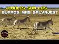 Este es el Asno mas Salvaje Del Mundo Cuales son los burros mas Salvajes