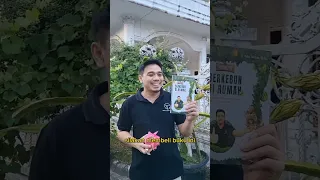 Panduan menanam buah naga dalam pot, Panduan praktis berkebun di rumah. telp / wa: +6281262249915