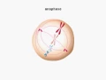 Mitosis Animation