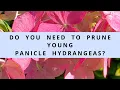Do You Need to Prune Young Recently Planted Panicle Hydrangeas