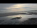 Folly Beach Charleston SC Dog Guide and Peaceful Tides Empty Beach