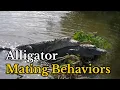 Surprising Facts about Alligators Mating Behaviors Real Mating Footages