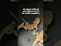 Download Lagu The Cruel Truth: Why Buying Bearded Dragons Fuels Animal Suffering 💔