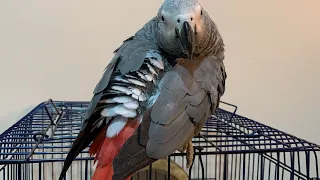 اسهل طريقة لتعليم الببغاء الكلام في يوم واحد     دندنها