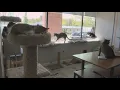 Akron rescue focuses on cats who ve been loved but lost their original owners Ready Pet GO