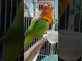 Lagu Suara lovbird Sedang birahi#lovebird #lovebird
