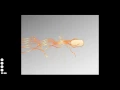 Chemotaxis