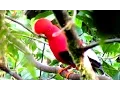 Download Lagu Cock-of-the-Rock, tanagers, tucans, motmot