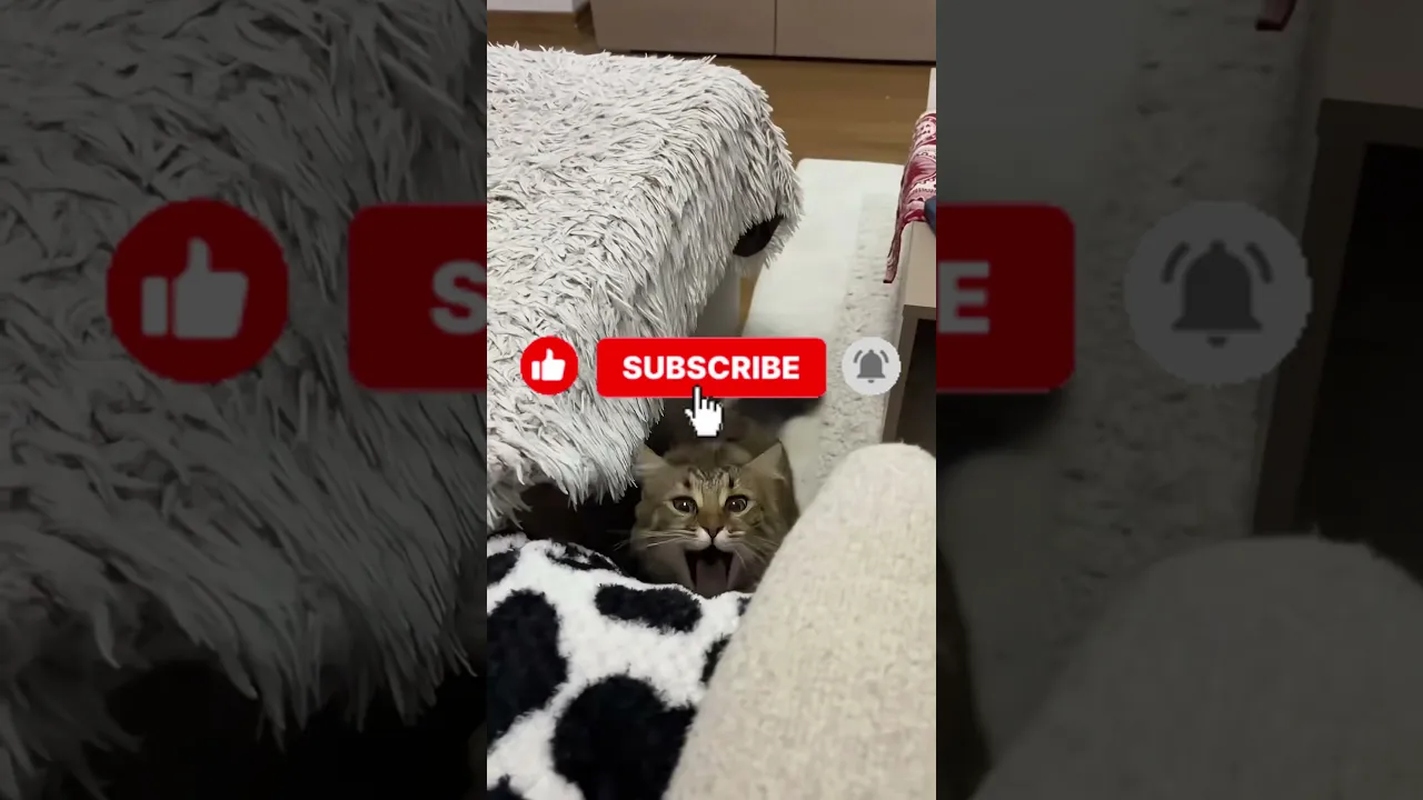 Funny cats #funny #memes