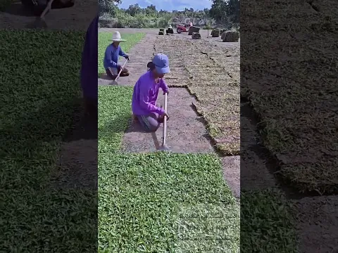 قطف النجيل بالمجرفة 🌾⬇️ زراعة العشب التجارية الذكية