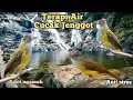 Download Lagu cucak jenggot gacor kombinasi terapi air