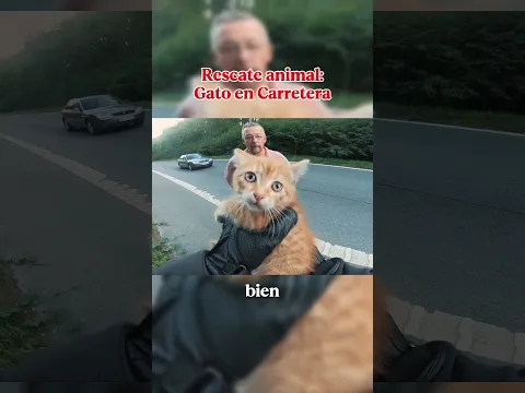 Rescate a Gato Naranja en Carretera🐈🏍️