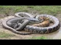 Download Lagu How the World’s Heaviest Snake Handles Its Prey MP3