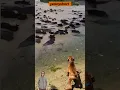 Download Lagu SEEKOR ANJING MENGGONGGONG MELIHAT GEROMBOLAN TERBAWA ARUS AIR#animals #shorts