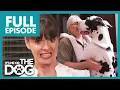 150lbs Great Dane Is Out Of Control Full Episode USA