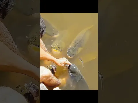 These Tiny Fish Got a Second Chance at Life 🐟🥹❤️ #shorts
