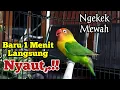 Lagu CEPAT SEKALI, Baru 1 Menit Langsung NYAUT,. Lovebird Gacor Ngekek Mewah Bikin Labet ikut NARUNG