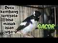 Download Lagu Decu kembang gacor isian mantab