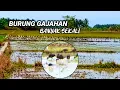Download Lagu berburu burung gajahan di sawah musim tanam padi