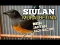 Lagu SUARA MURAI BATU BETINA memanggil jantan agar Emosi jadi NYAUT BUNYI BONGKAR ISIAN 
