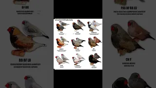 أنواع طيور زيبرا فينش 