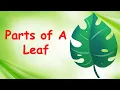 Parts of a Leaf and their Functions Parts of Leaf Explained Food Factory of a Plant