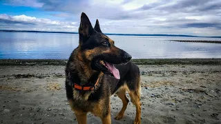 Pizza Dexter’s Birthday! 🍕 And Channel Updates!