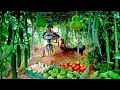 Download Lagu Harvest Homegrown Vegetables, Tubers, And Fruits  To Sell At The Market, Cook, Garden, Raise Animals