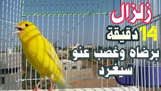 اياك وتقول عصفوري الكناري ساكت أدخل عليه البهجة بالمقطع الاكثر تحفيز نار نارcanary 