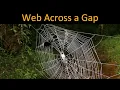 How do spiders spin webs across LONG DISTANCES