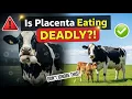 Why Cows Eat Their Placenta - Healthy or Deadly