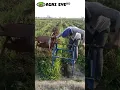 Download Lagu Desi jugaad for farmer's Wire binding #Drip_Rolling #Rolling #Shots #Diy #Viral #Tricks