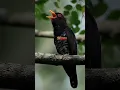 Download Lagu MASTERAN VIOLET CUCKOO SUARA JERNIH TEMBAKAN SADIS #violetcuckoo #birds #birdsounds #bird #burung