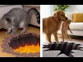Hilarious Cats Freak Out Over Optical Illusion Carpets Funny Animal Reactions Compilation