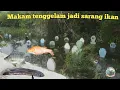 Lagu Banjir makin parah tambak pada jebol sungai bahkan pemakaman pun jadi banyak ikan
