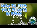 How to feed your plants in RDWC