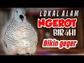 Download Lagu Suara perkutut lokal NGEROT, solusi untuk menaikan birahi perkutut agar cepat rajin bunyi