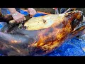 Download Lagu SAPA TV | CẢ LÀNG THỊT TRÂU LÀM LỄ CÚNG TRỜI VÀ CÁC MÓN ĂN NGON CÓ TRONG NGÀY LỄ CỦA NGƯỜI NÙNG