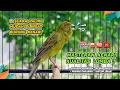 Download Lagu Pancingan Suara Kenari Gacor‼️ Ampuh untuk Masteran Kenari Muda dan Terapi Kenari Macet Bunyi 487