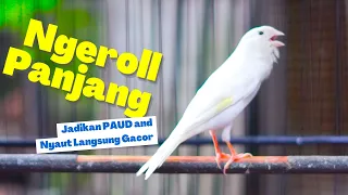 masteran kenari putih suci gacor panjang handal bikin kenari paud cepat respon dan gacor ngeroll