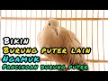 Lagu Bikin burung puter lain ngamuk pancingan burung puter 