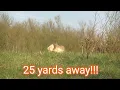 Pennsylvania Elk Shed Hunting 2022 Trip - Got within 25 yards of Two Cows