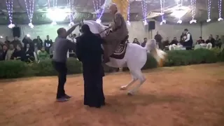اجمل رقص خيل مع المزمار البلدي 